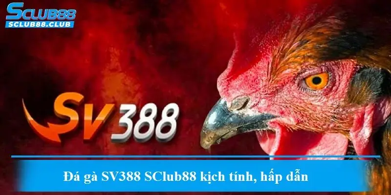 Đá gà SV388 SClub88 kịch tính, hấp dẫn